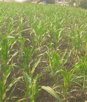 Diverse Crop Cultivation