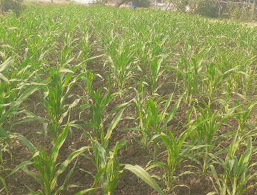 Diverse Crop Cultivation