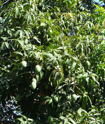 Mangoes