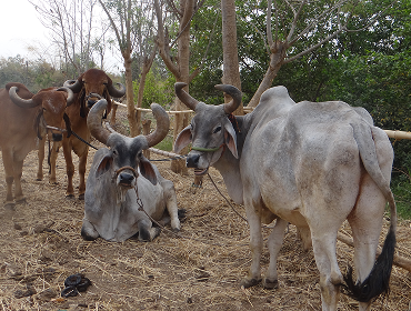 Oxen-Powered Ploughing